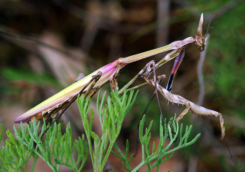 Wildeep's Illuminations Conehead Mantis