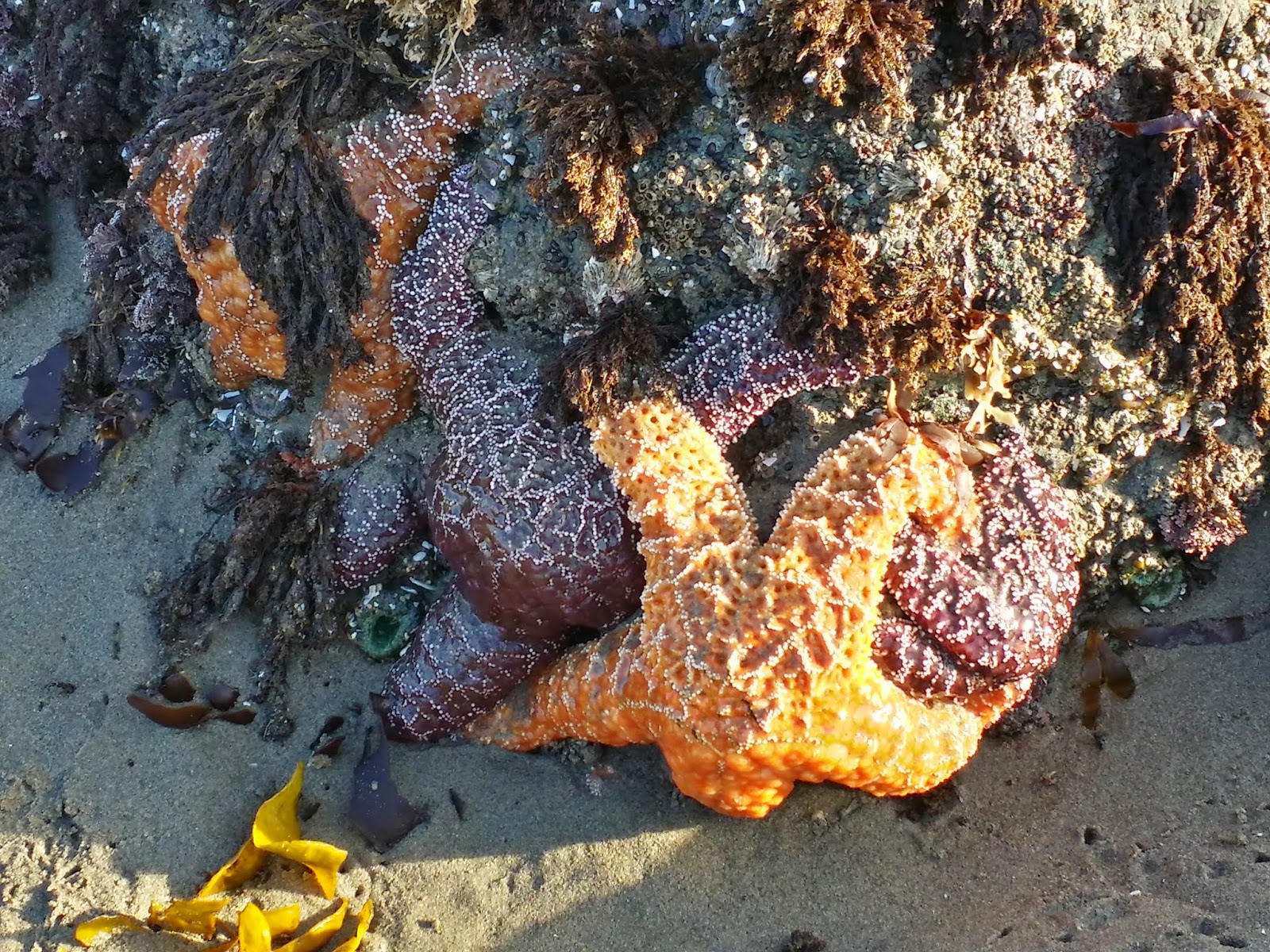 starfish on the beach in Bandon