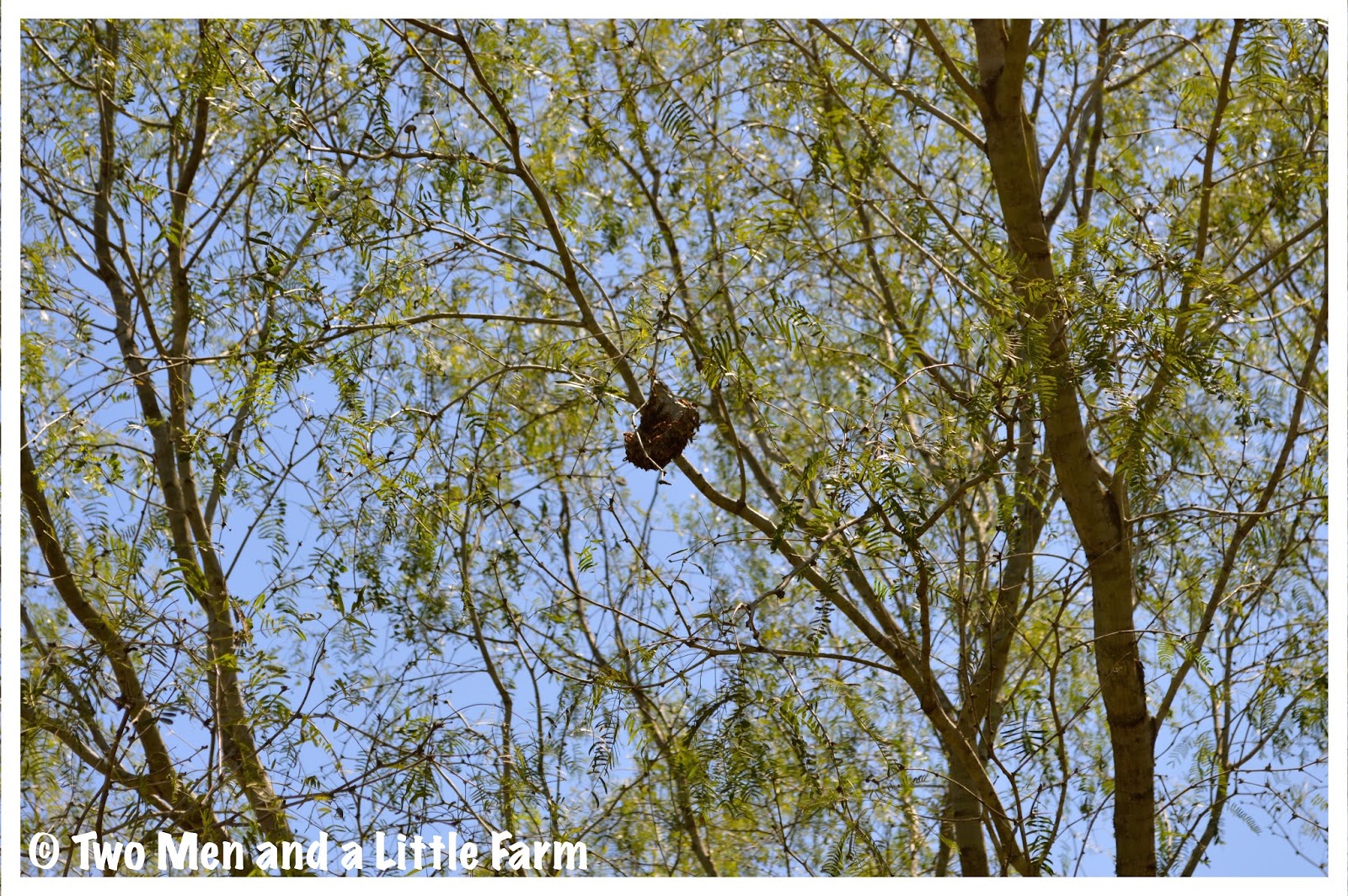 wasp nest tree