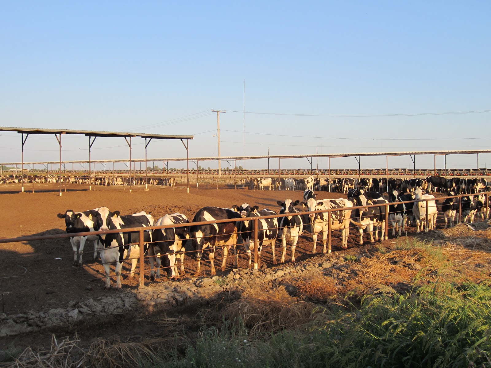 Agriculture in my Hometown of Tulare, California Farmer Bloggers