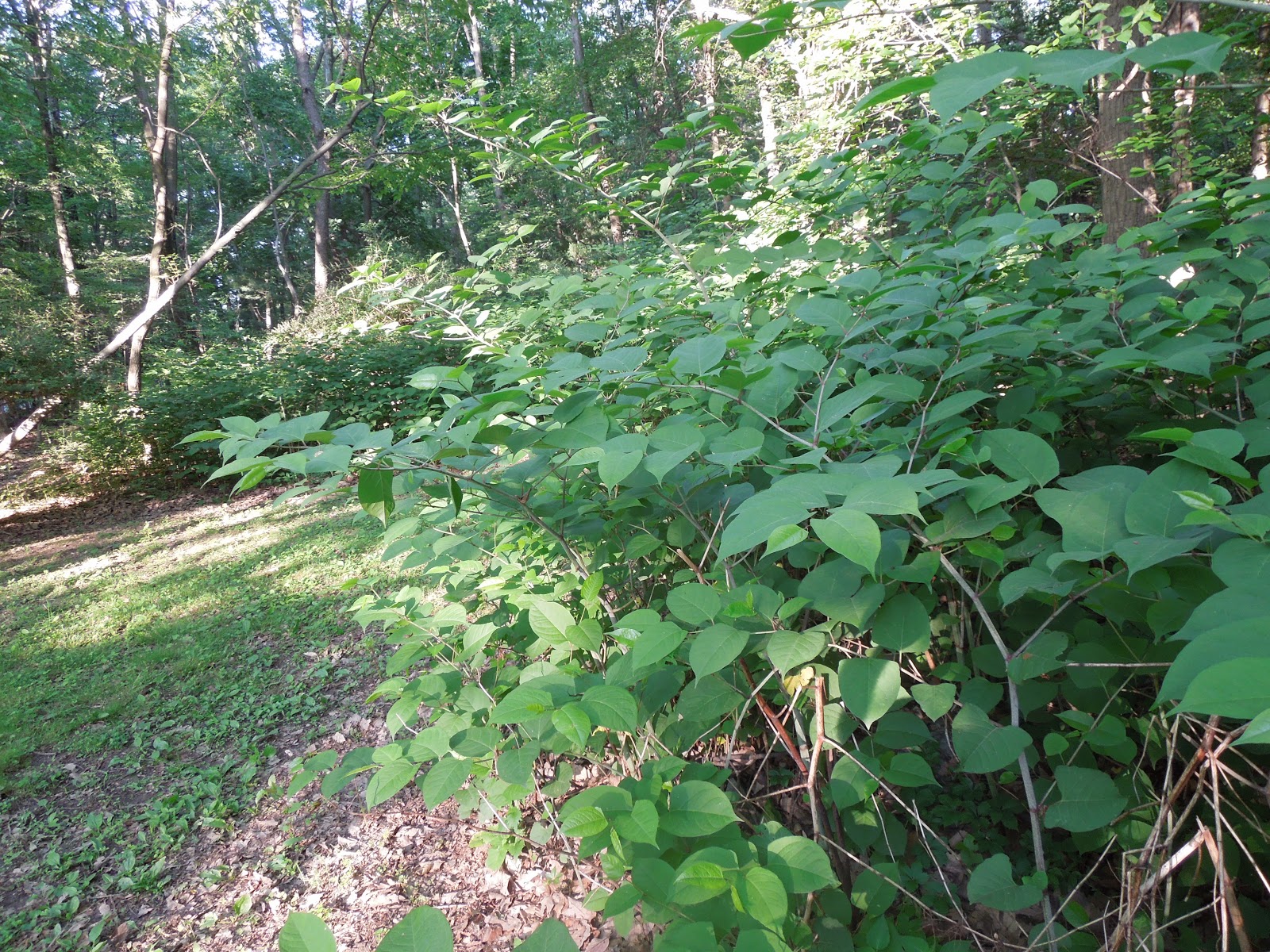 Franklin County (PA) Gardeners: Japanese Knotweed - Invasive Weed