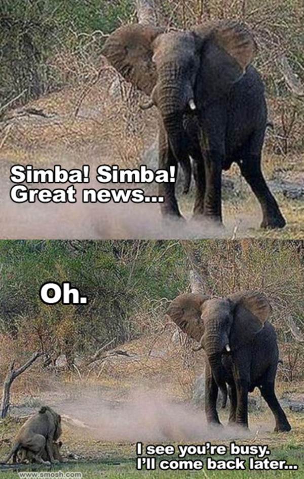 30 Funny animal captions part 5 (30 pics) Amazing Creatures