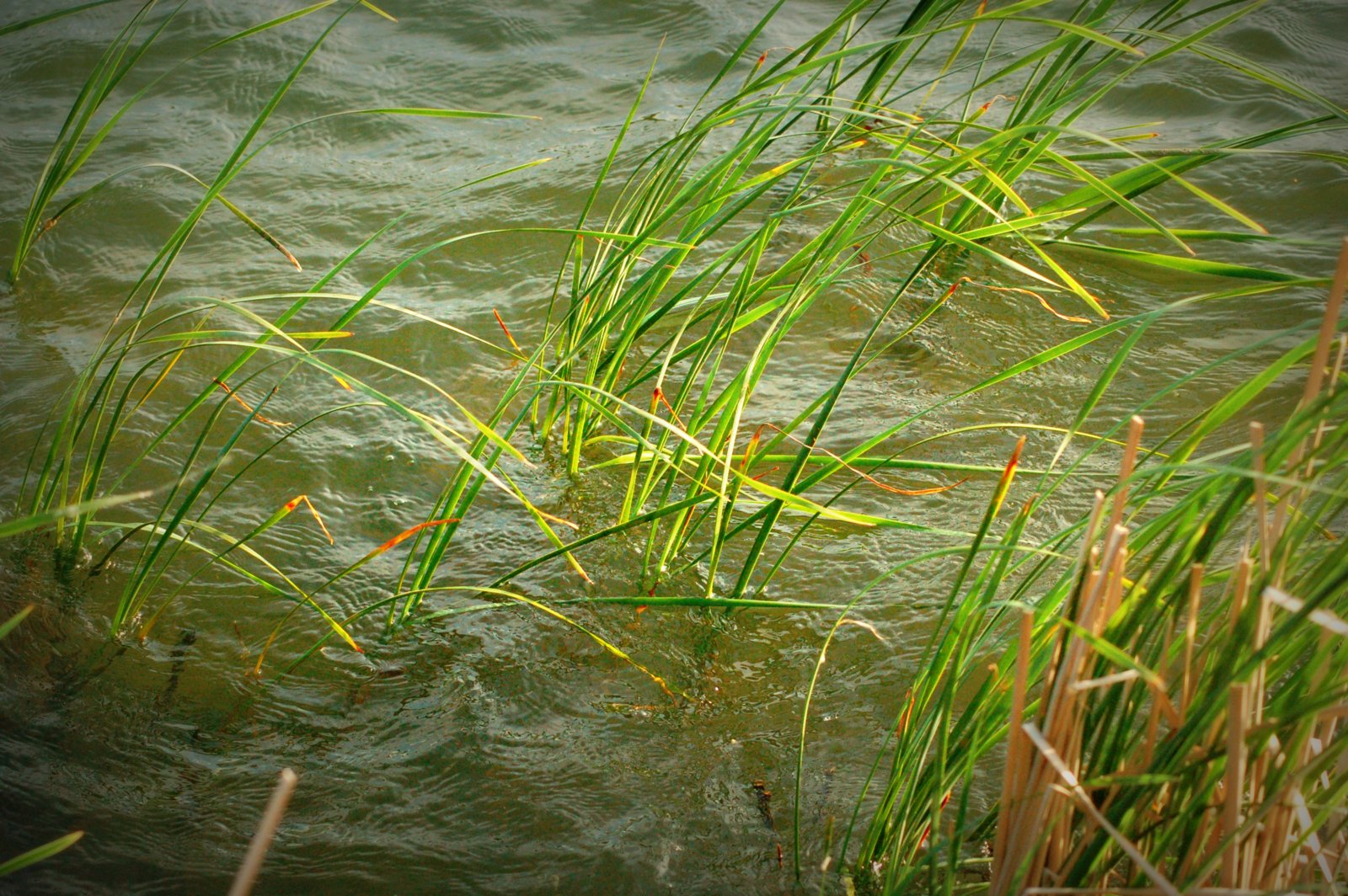 Reflections Ada Hayden Heritage Park May 26, 2012 Photo of the Day Aquatic Plants