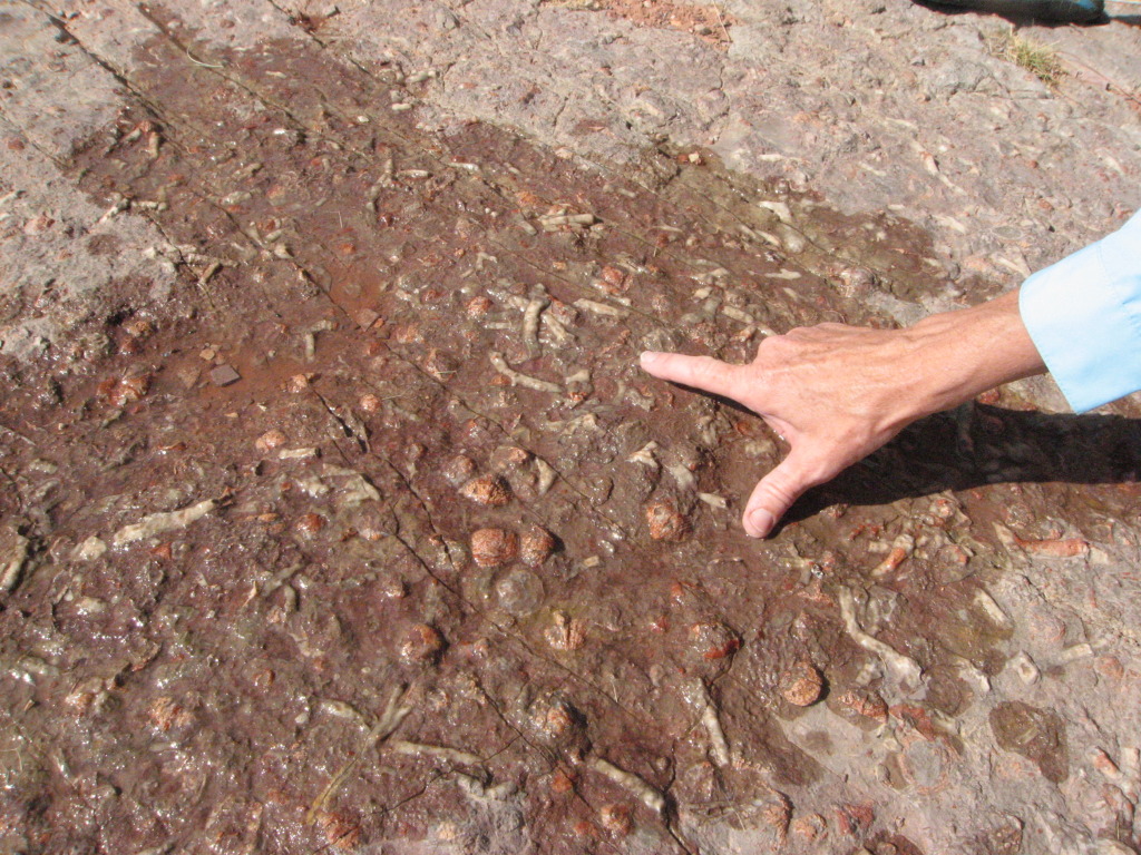 Lifes Big Bang Grand Canyon Fossils Rewrite Evolutionary History - rcgqpsh
