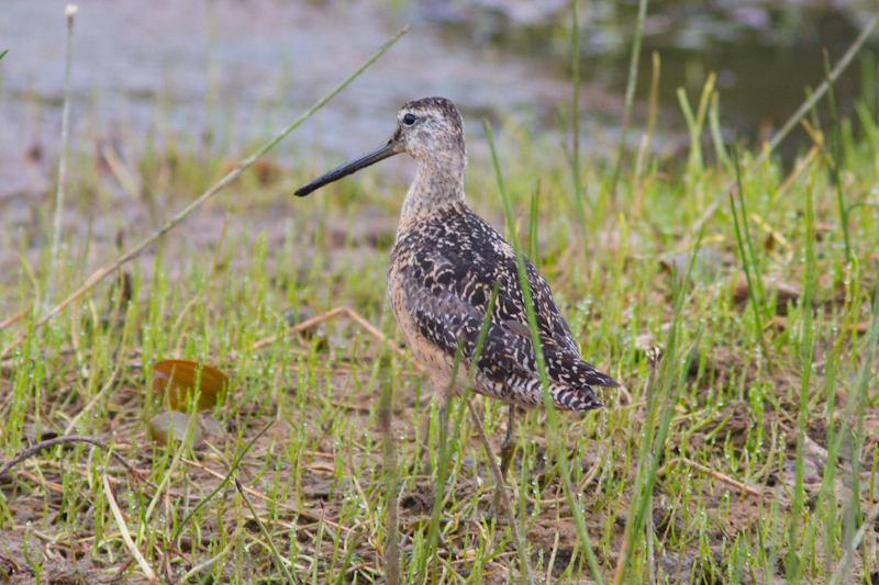 Eugene Backyard Birds Introducing Oregon Field Notes
