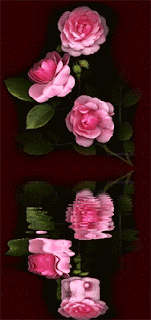الورد متحركة ...   Flowers+Pictures4