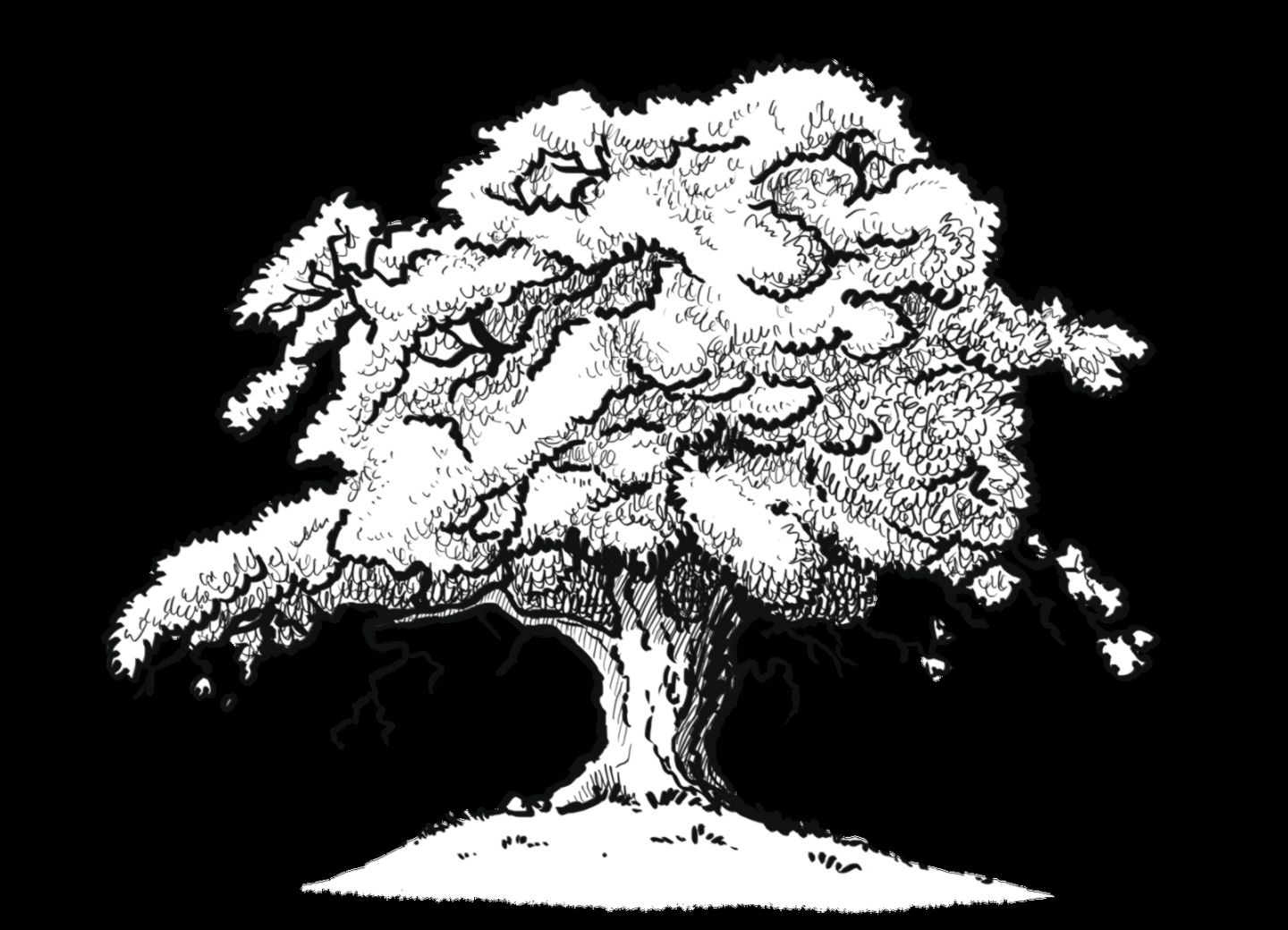 Simple Oak Tree Drawing Images galleries Simple Oak Tree Drawing Images galleries