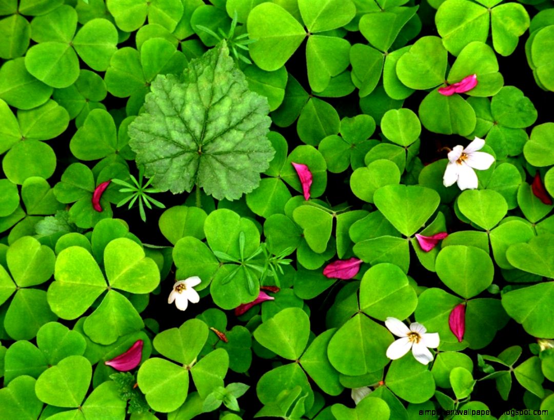 Spring Green Oxalis 3907 Flowers Wallpapers Wallmot Spring Green Oxalis 3907 Flowers Wallpapers Wallmot