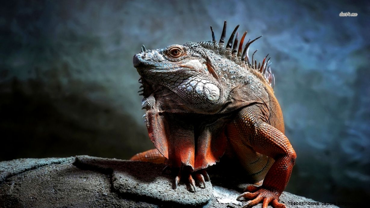 Animal Iguana Animal Iguana