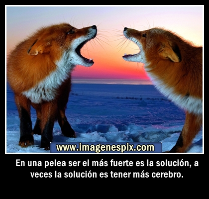 con frases facebook | Imágenes de amor : Imágenes de animales con ...