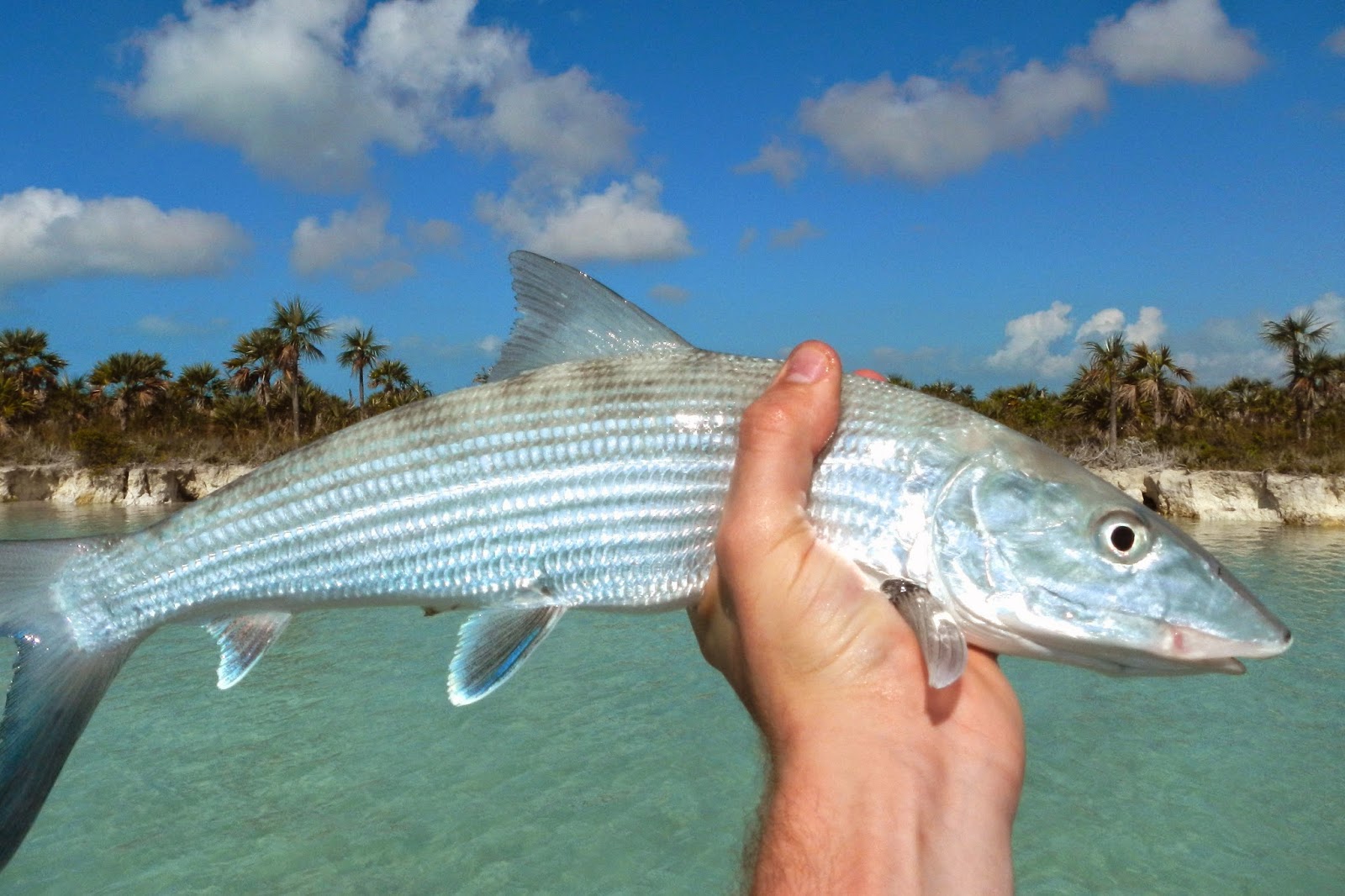 D&H: Fish Bahamas 2015!!