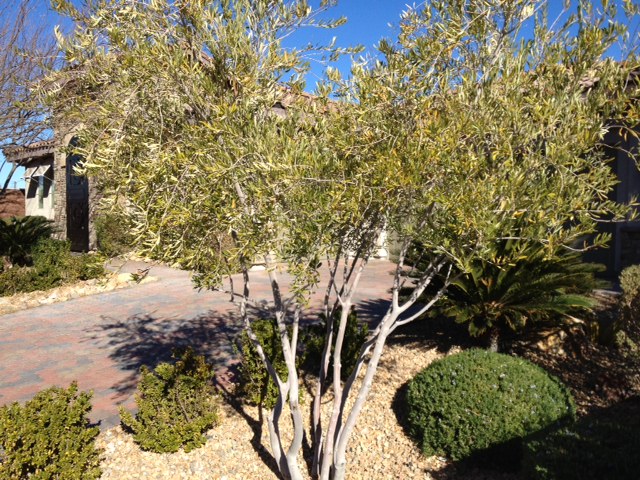 las olive vegas trees tree choice fruitless growing ground tips fruit
