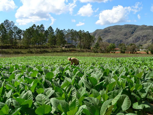 [Image: khongdaugiongnhucuba_01.jpg]