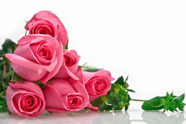 Beautiful Pink Rose Wallpapers Free Download