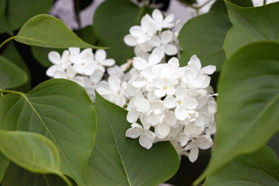 tend Candied flowers lilac