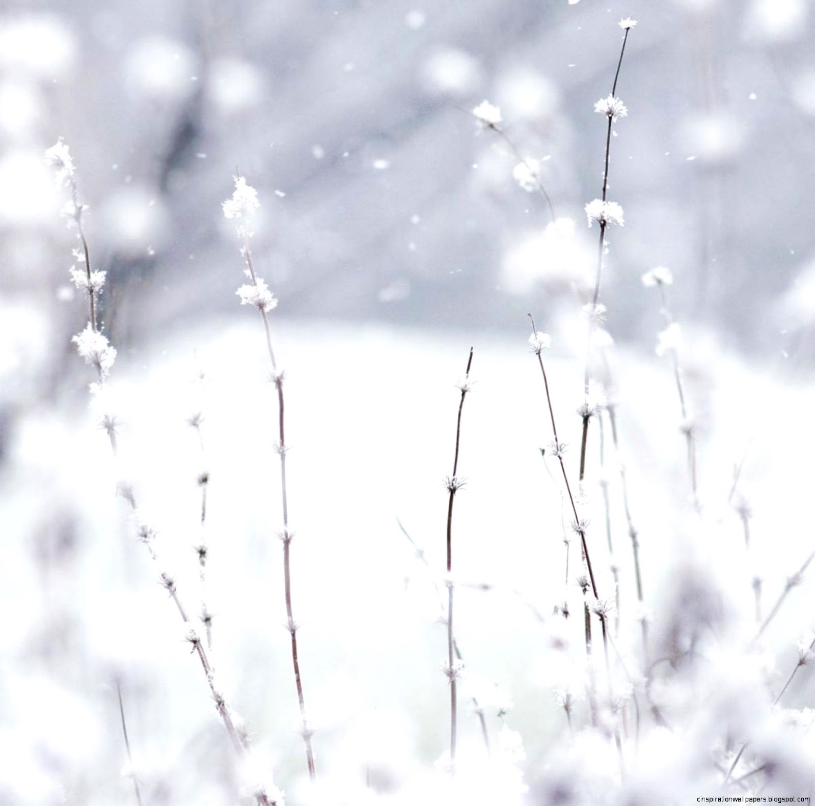 Go Back gt Images For gt White Wallpaper Iphone Go Back gt Images For gt White Wallpaper Iphone