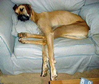 Funny DOG Pictures