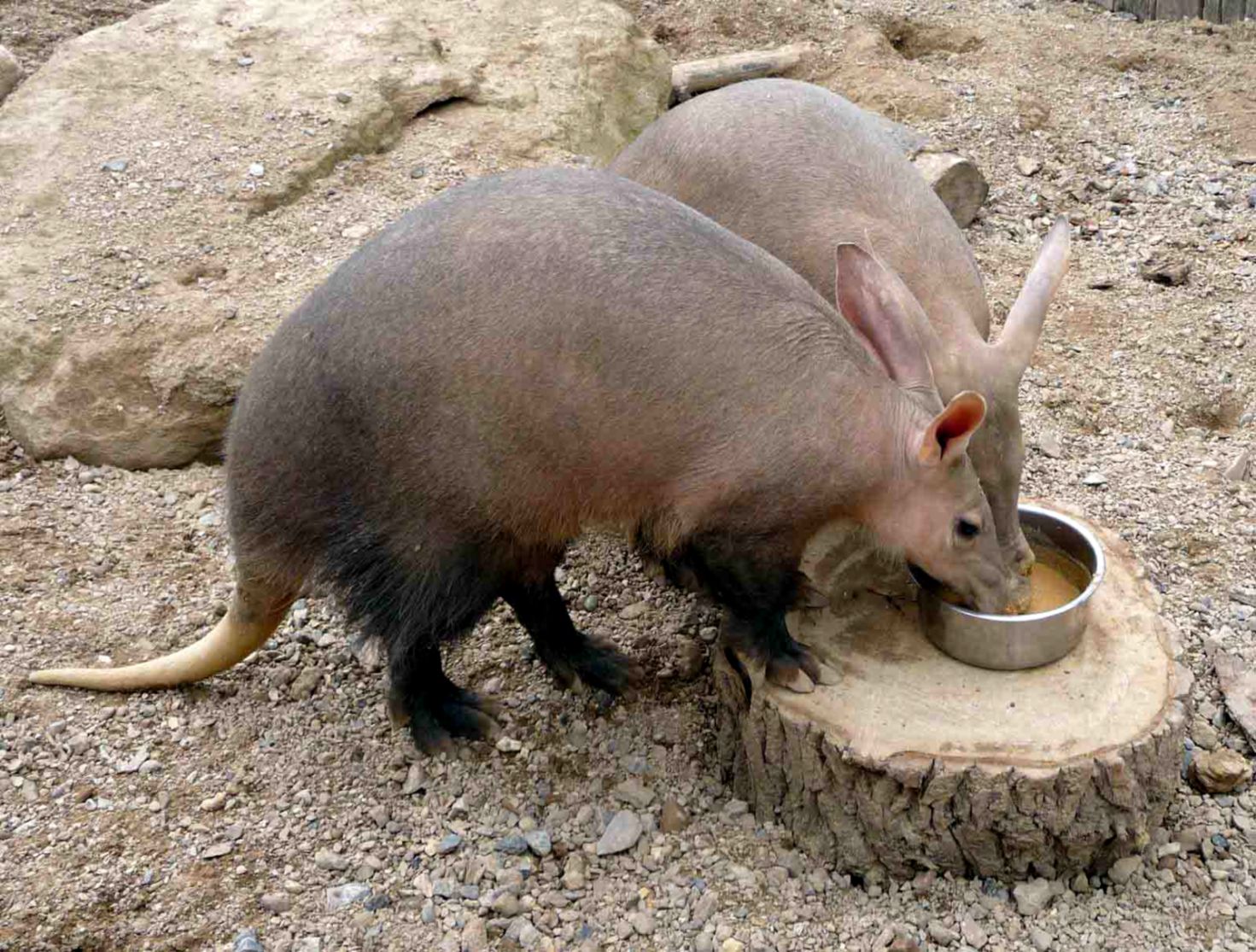 Aardvarks Latest HD Wallpapers Free Download New HD Wallpapers