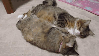 Funny cats - part 190, funny cat gif, best funny cat gifs, cat gif