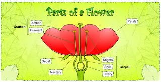 Parts of Flower