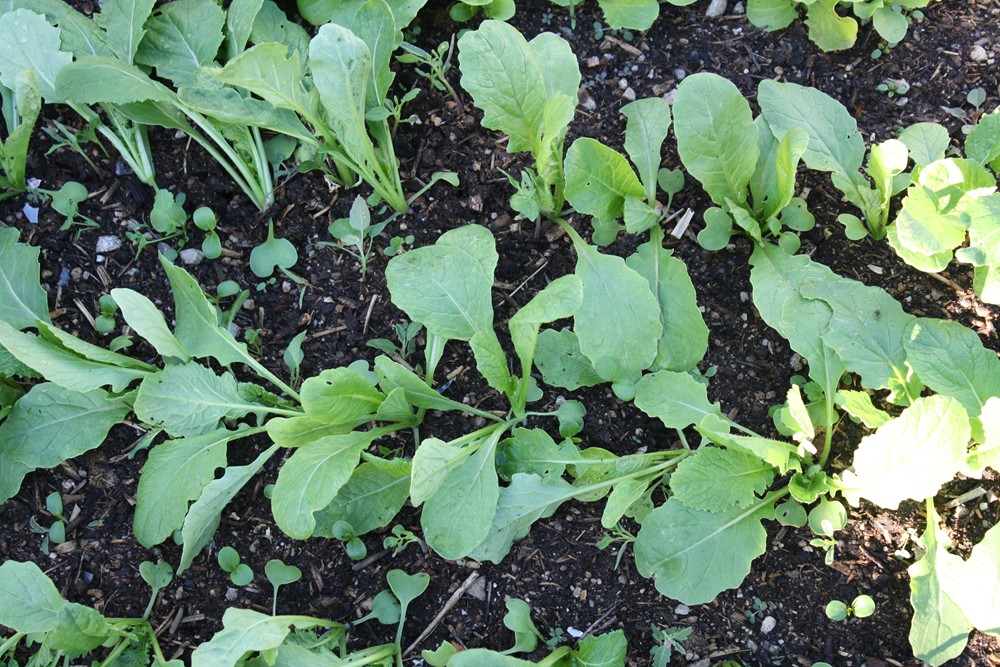 turnip seedlings