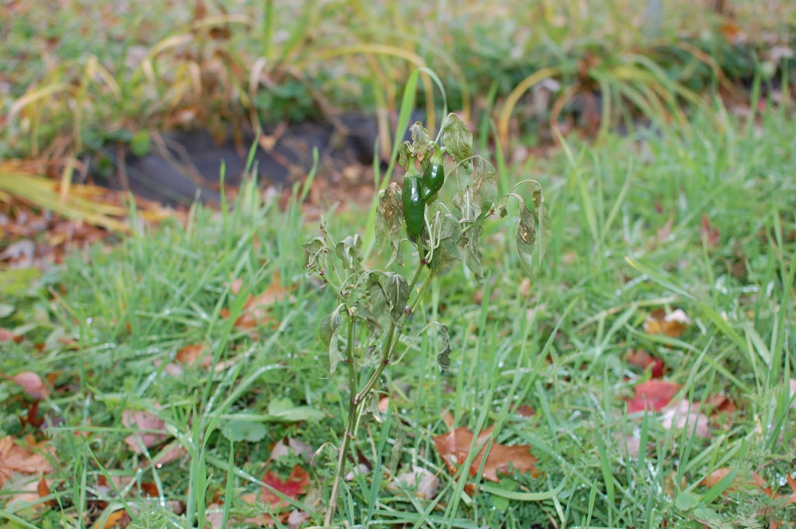 Art Family Garden Washington, DC A real freeze. Say goodbye to the