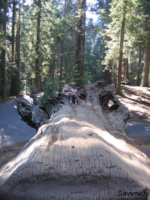 fallen sequoia tree