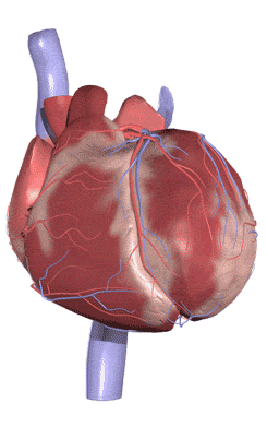 How the heart works animation? | Tutorvista Answers