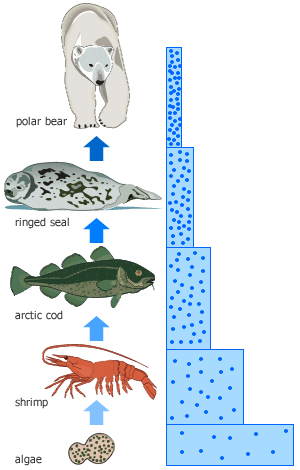 Essay about biomagnification