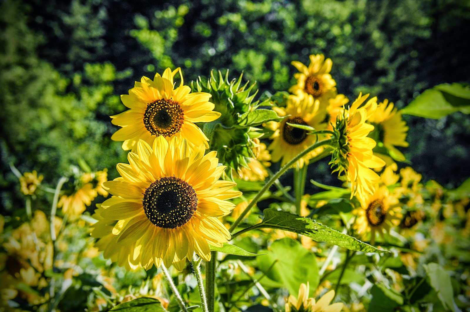 Bailey's Buddy Sunflowers and weeds of summer! Photos By Bob Kelly