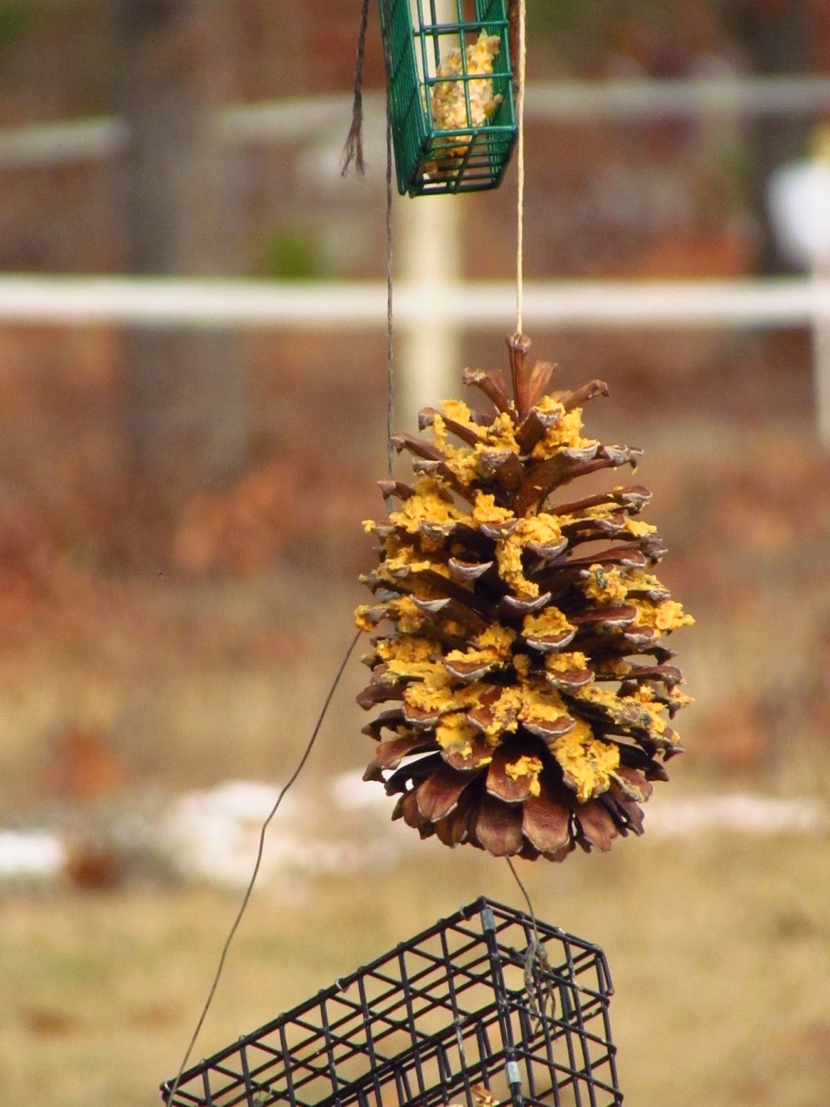 Whitney's Bird Blog Bark Butter is for the Birds!!!