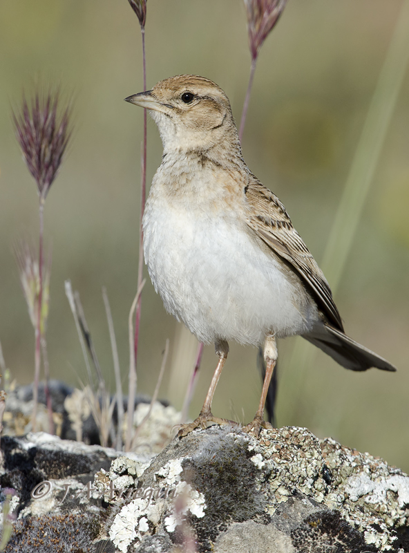 Cogujada montesina; Galerida theklae; Thekla Lark Cogujada montesina; Galerida theklae; Thekla Lark