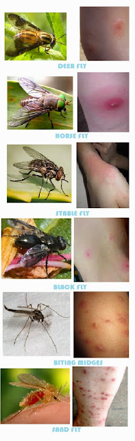 what do gnat bites look like with pictures best homemade gnat do gnats bite