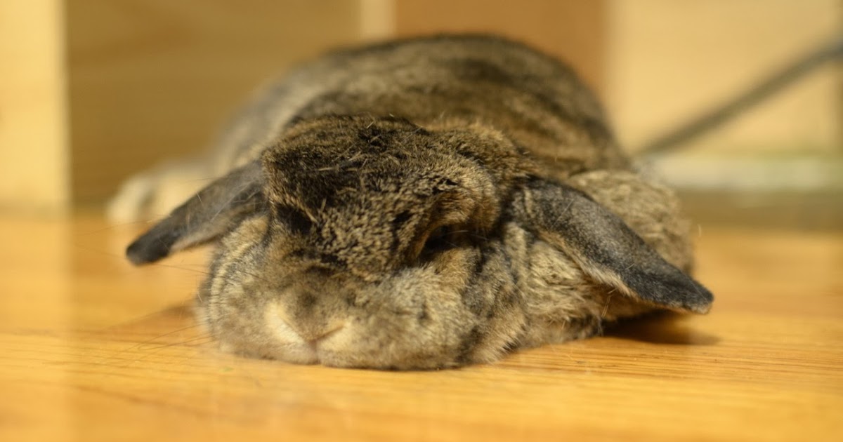 Pleasure for the Empire Cancelling Christmas