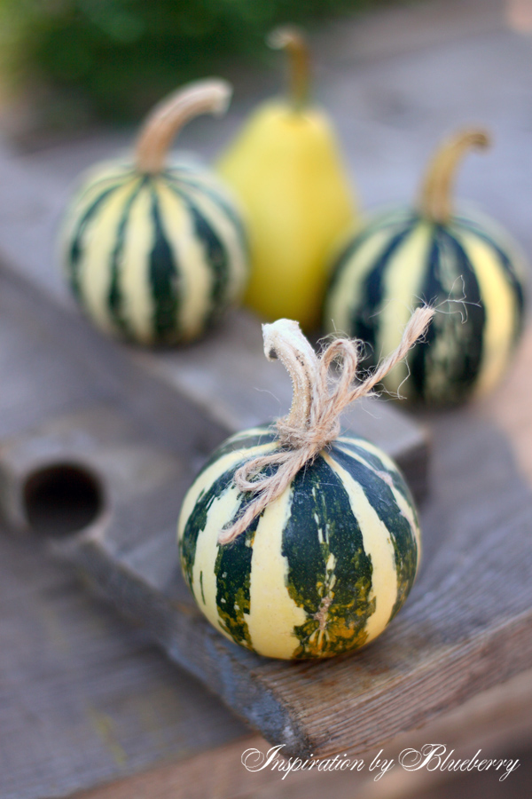 Blueberry Tiny Pumpkins