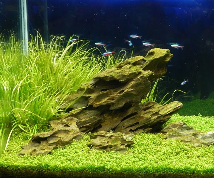 OUR PHILIPPINE TREES Pinoy Aquatics!