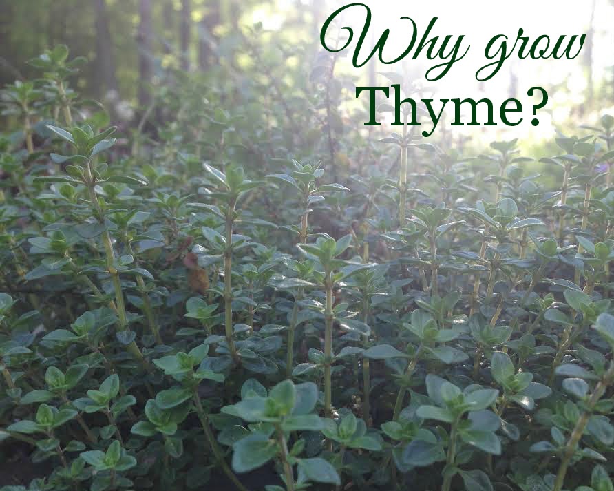 Linn Acres Farm Why You Should Be Growing Thyme