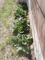 Rhubarb leaves, considered poisonous