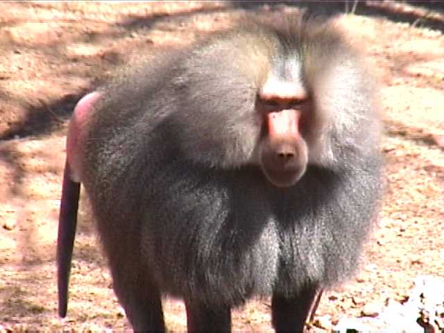Funny baboon pictures for widescreen |Funny Animal