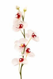 Elegant Orchids Photos Elegant Orchids Photos