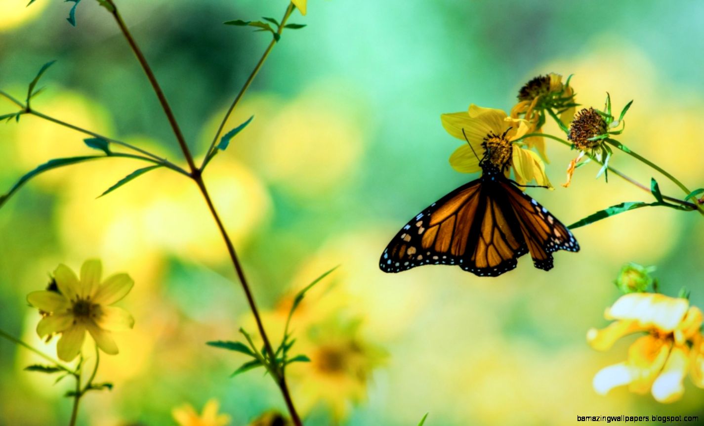 Spring Flowers Beautiful Wallpaper   Back Wallpapers Spring Flowers Beautiful Wallpaper   Back Wallpapers