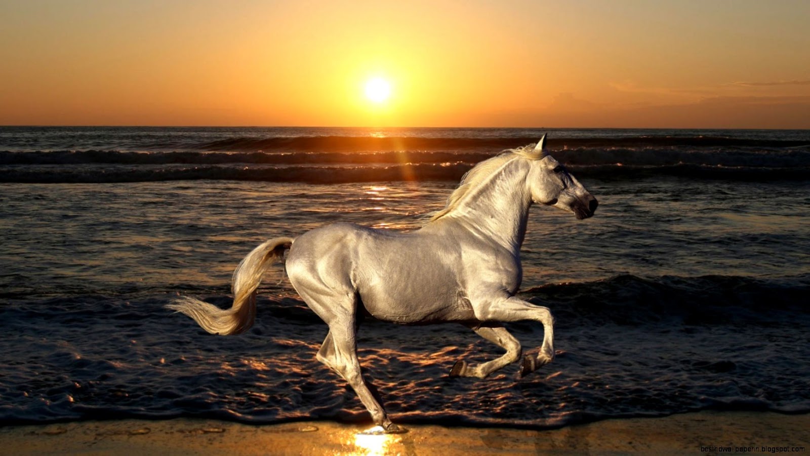 Beautiful Horse Running On Beach Beautiful Horse Running On Beach
