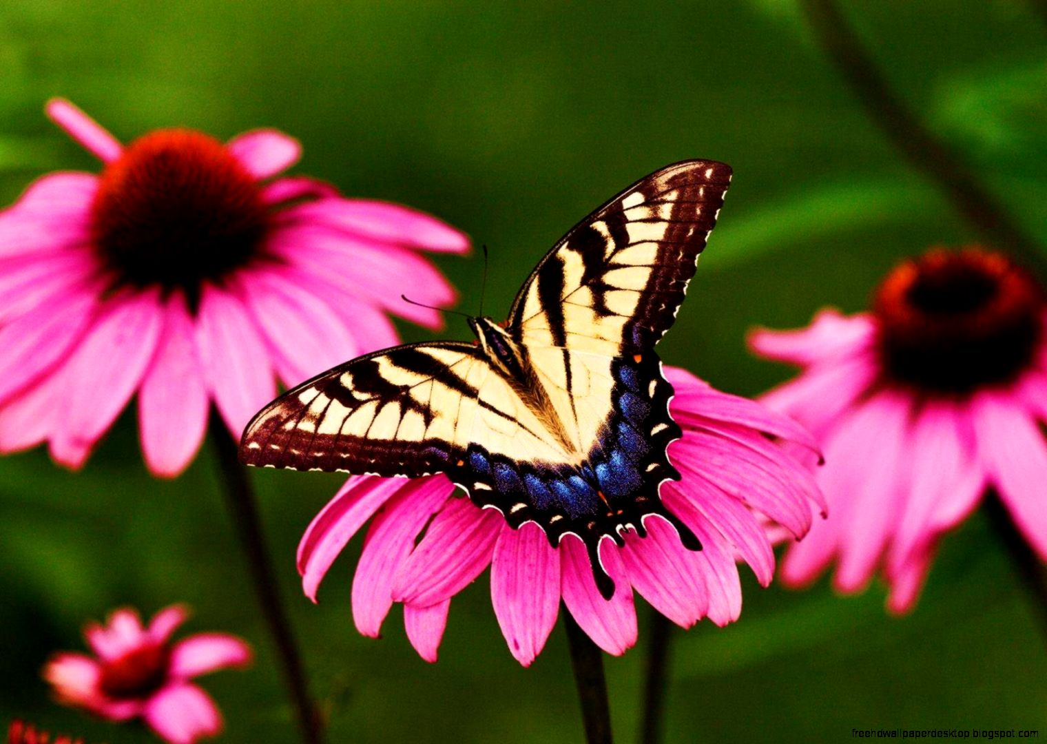 Beautiful Butterfly On Flowers Beautiful Butterfly On Flowers