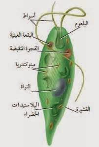 مالتركيب الذي تستخدمه اليوجلينا للاحساس بالضوء؟