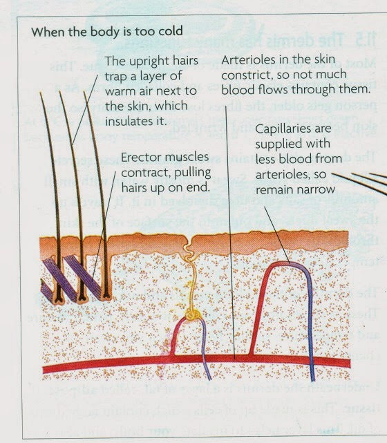 101 Homeostasis Biology Notes for IGCSE 2014 & 2022