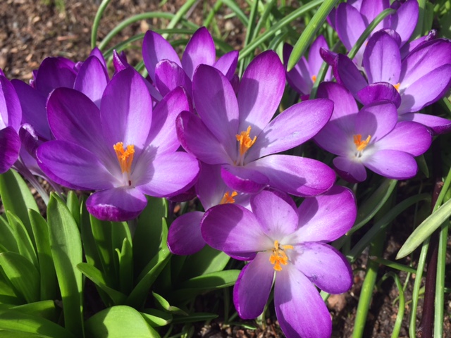 Crocus In Winter