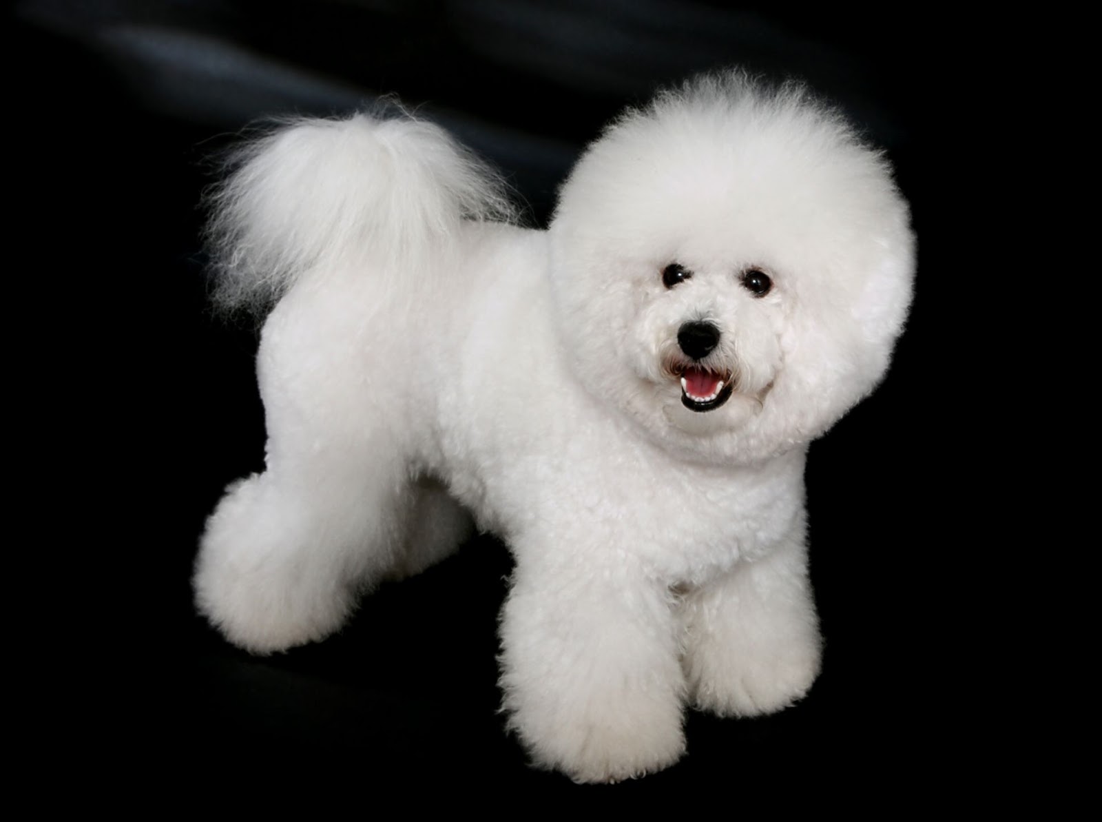 Bichon Frise Dog Breed Bichon Frise Dog Breed