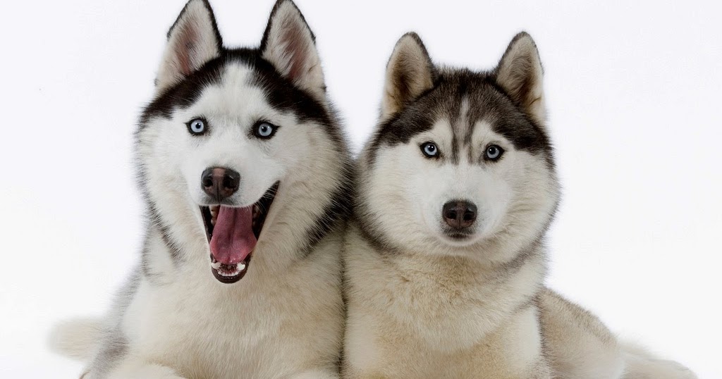 Siberian Husky ( Anjing Serigala ) | All About Animal