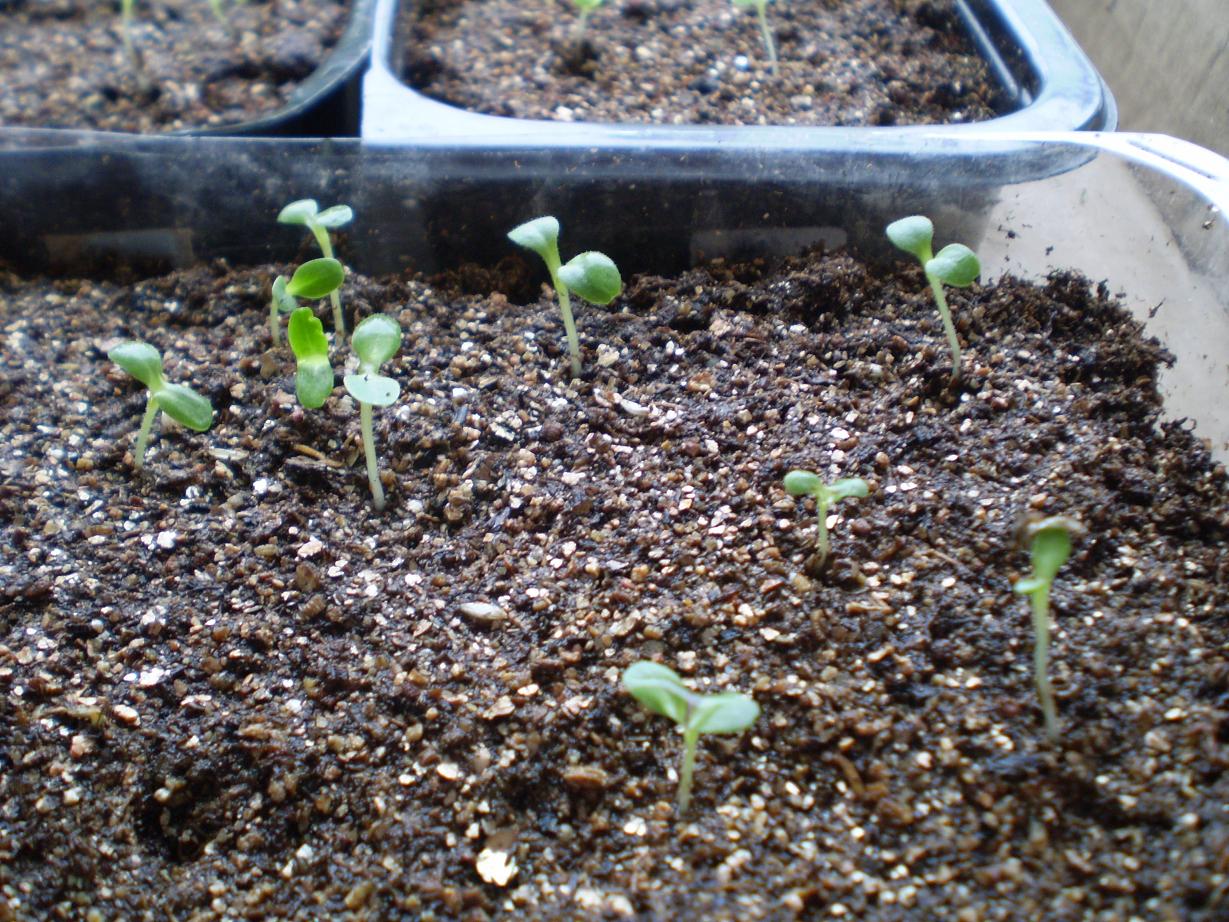 Green Jean lettuce seedlings