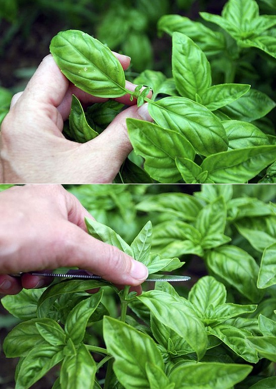 How to grow basil